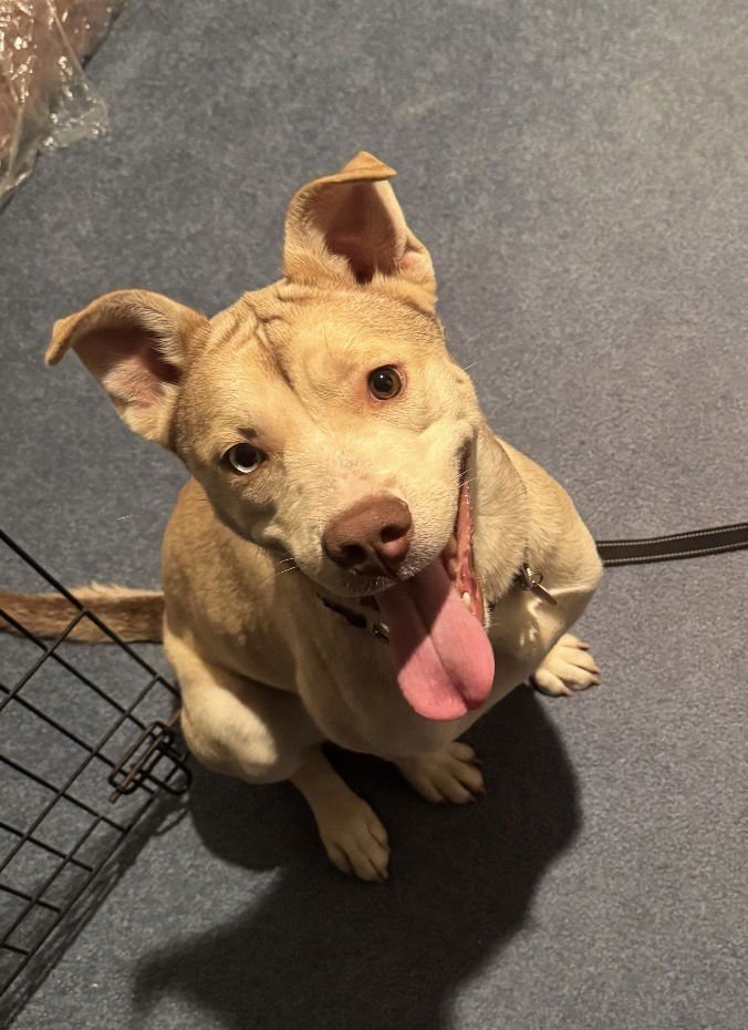 SUNSET - American Pit Bull Terrier available for adoption