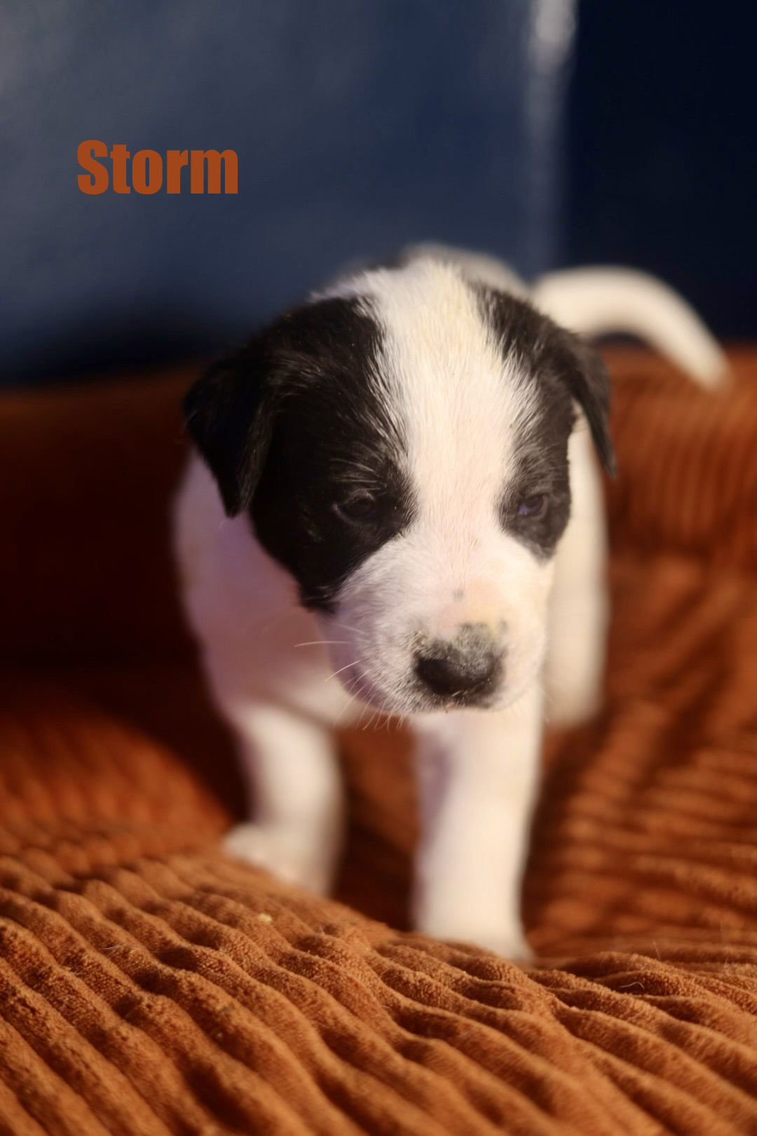 STORM - American Staffordshire Terrier for adoption in Duluth