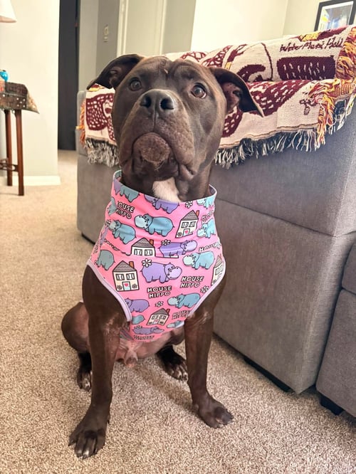 EARL - American Pit Bull Terrier available for adoption