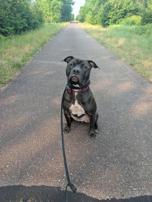 EARL - American Pit Bull Terrier for adoption in Duluth