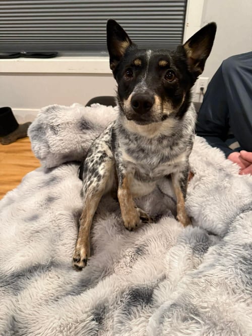 KIRBIE - Australian Cattle Dog/Blue Heeler available for adoption