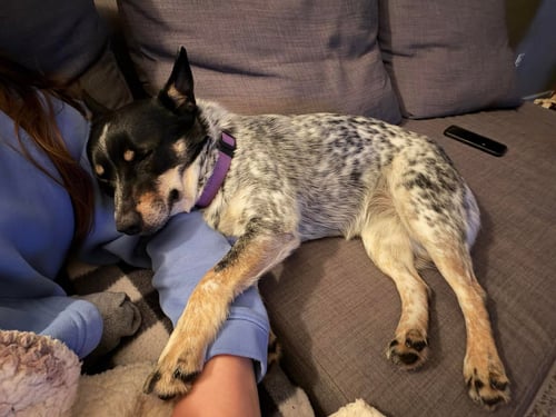 KIRBIE - Australian Cattle Dog/Blue Heeler available for adoption