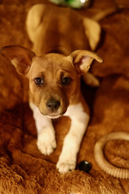 PENNY - American Pit Bull Terrier available for adoption