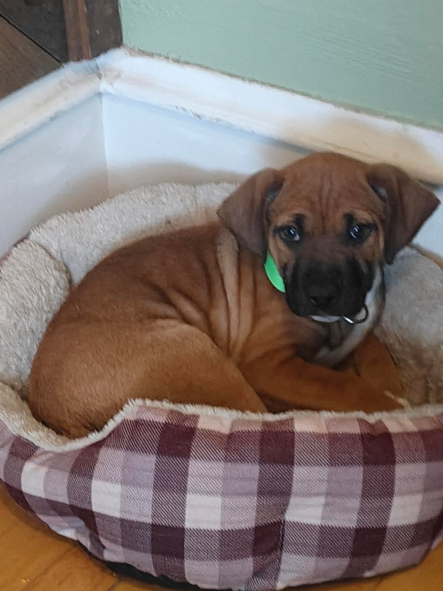 SAMMI - Mastiff / Shepherd available for adoption