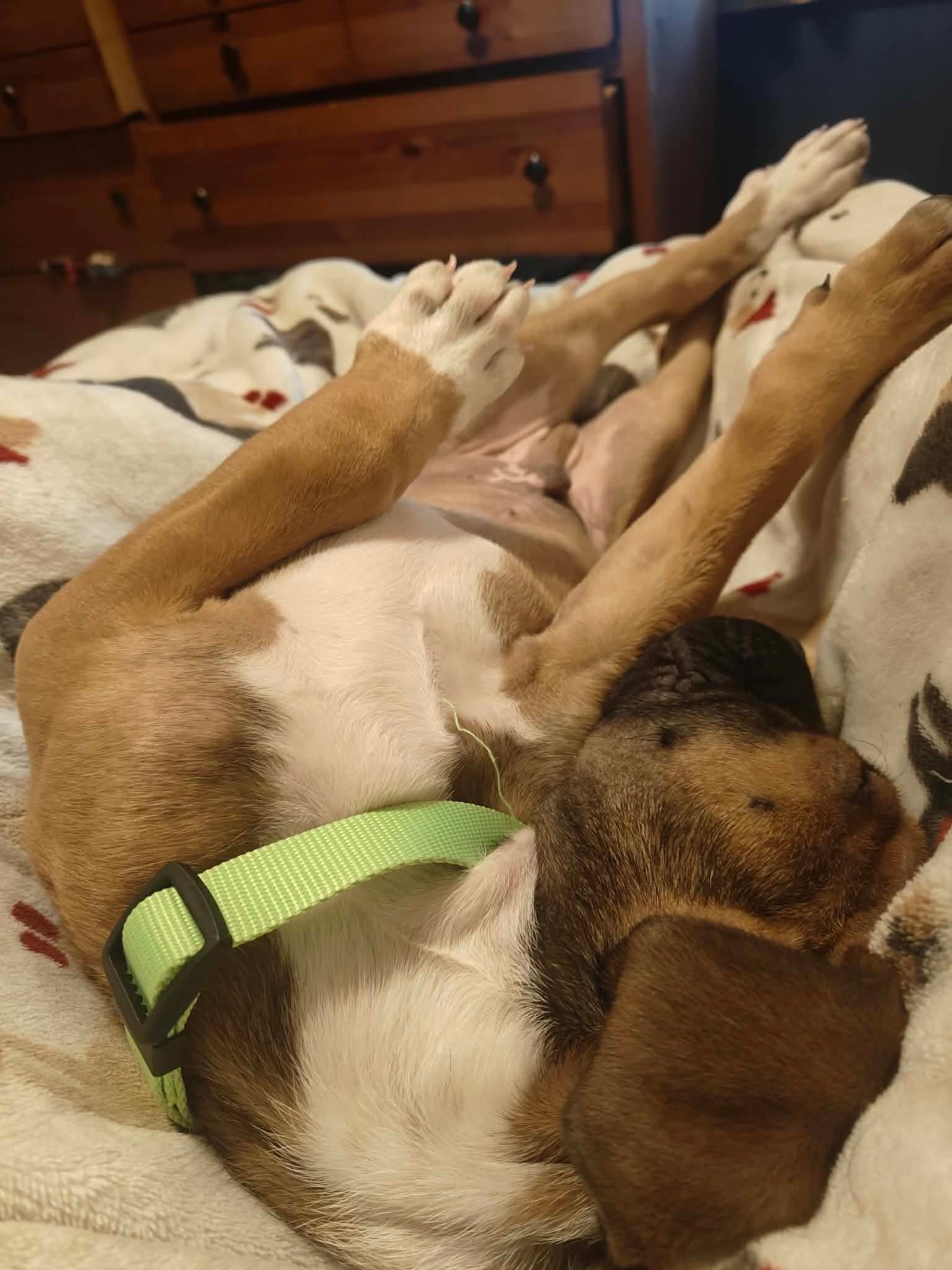 SAMMI - Mastiff / Shepherd available for adoption