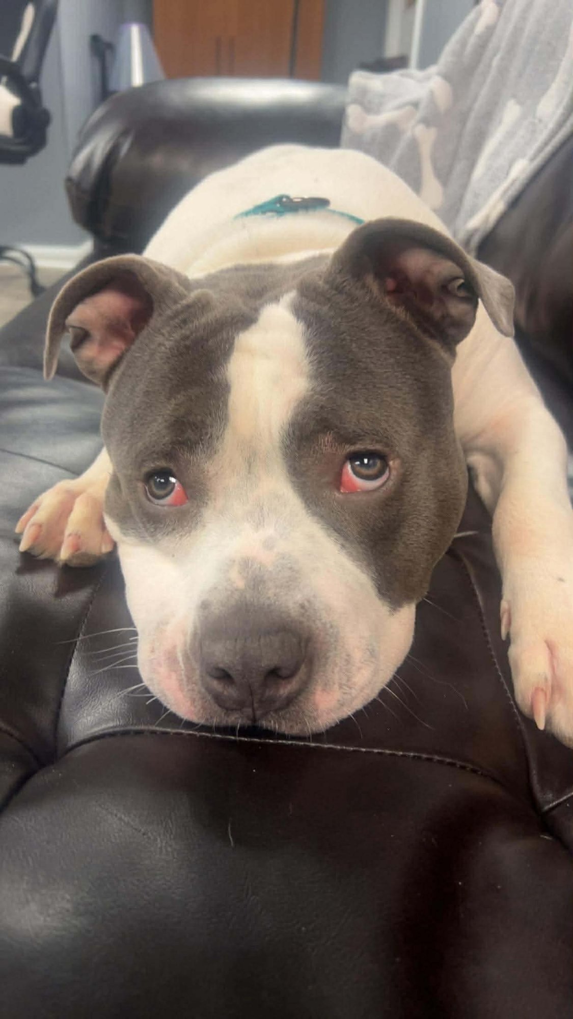 GROVER - Pit Bull Terrier available for adoption