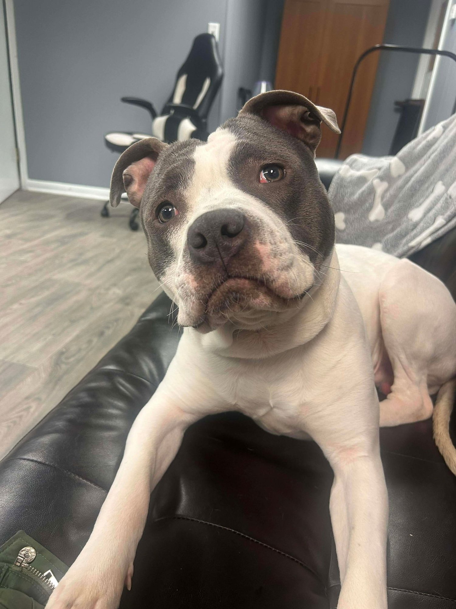 GROVER - Pit Bull Terrier available for adoption