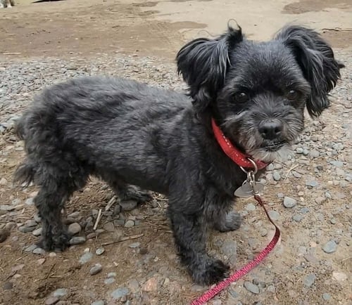 SUSIE - Shih Tzu available for adoption