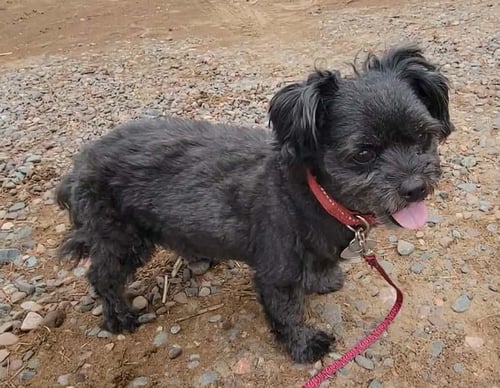 SUSIE - Shih Tzu available for adoption