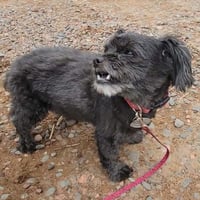 Susie - Photo 3