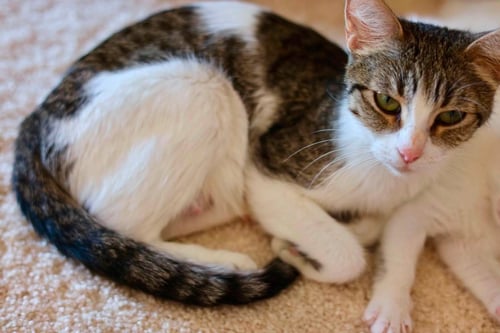 MAMA BISCUIT - Tabby available for adoption