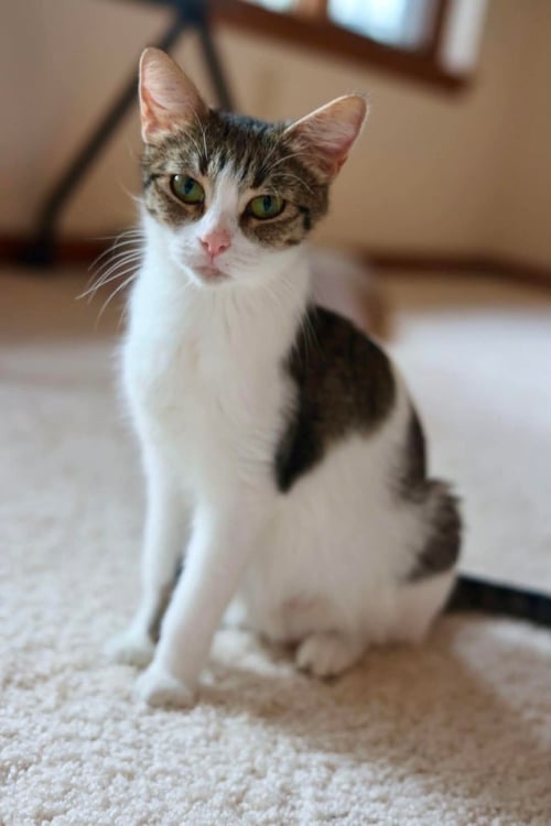 MAMA BISCUIT - Tabby for adoption in Duluth