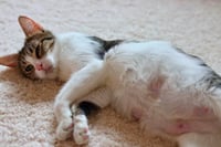 Mama Biscuit - Photo 3
