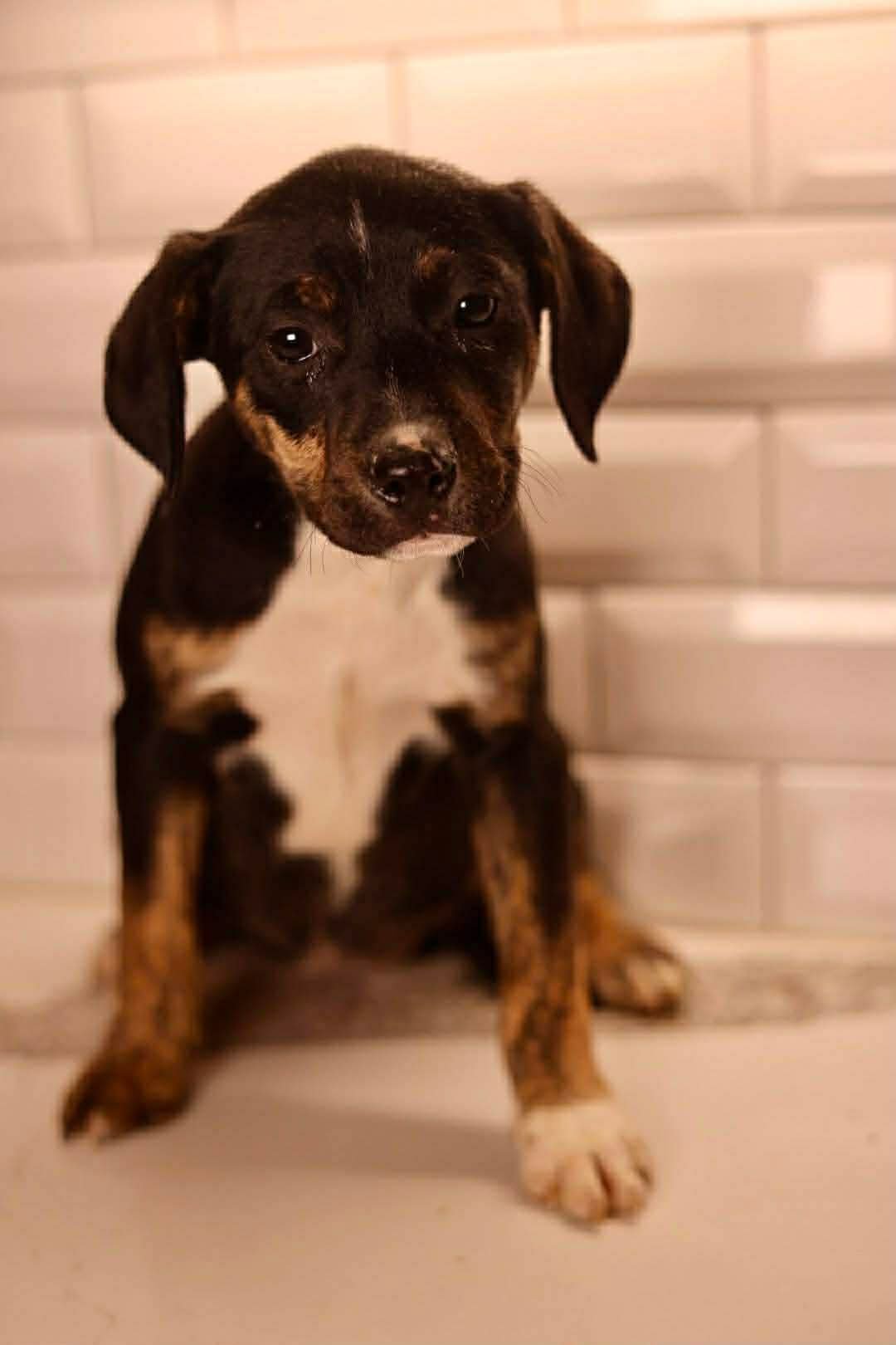 ELSA - Boxer available for adoption