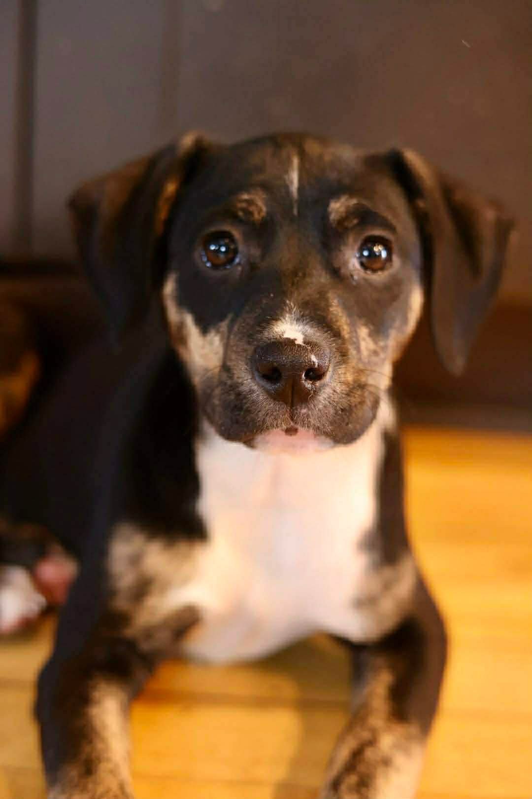 ELSA - Boxer available for adoption