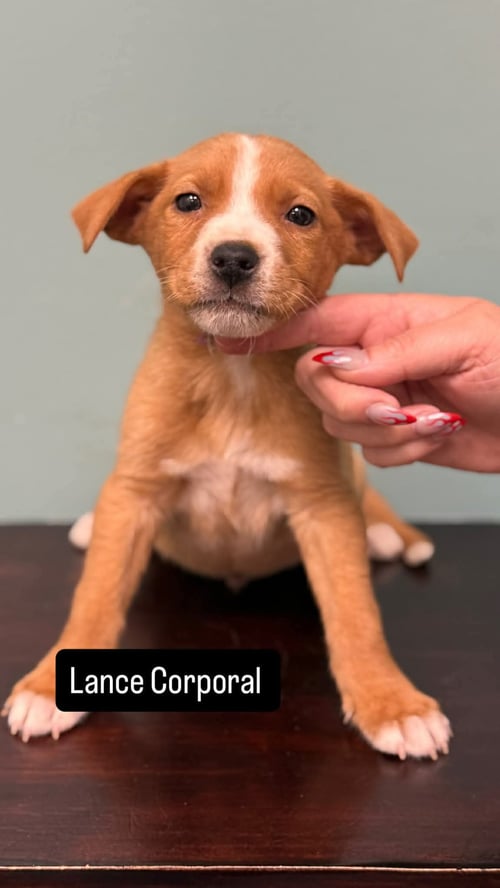 LANCE CORPORAL - Labrador Retriever for adoption in Duluth