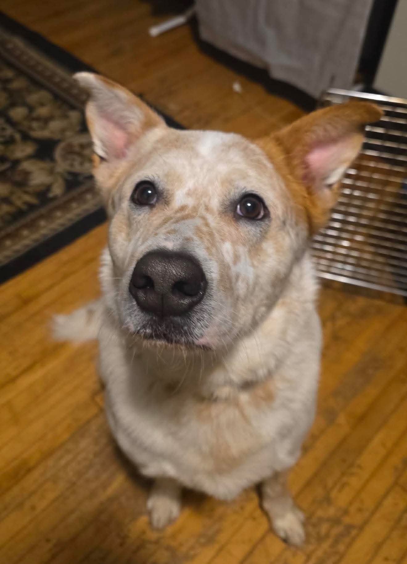 TOBY - Australian Cattle Dog/Blue Heeler / Labrador Retriever available for adoption