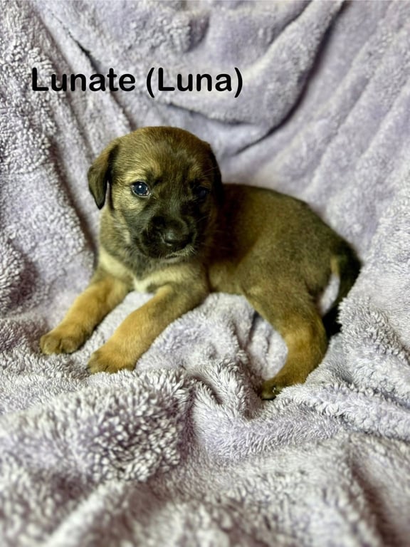 Luna Image