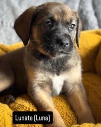 Luna - Photo 2