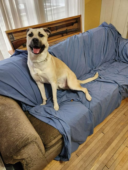 YADI - Husky / Shepherd for adoption in Duluth