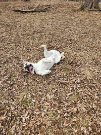 Yadi - Photo 3