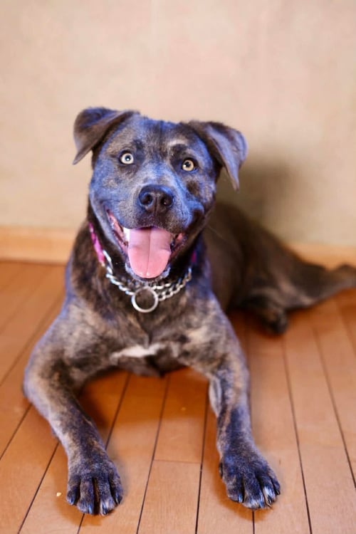 BELIZE - American Staffordshire Terrier / American Pit Bull Terrier for adoption in Duluth