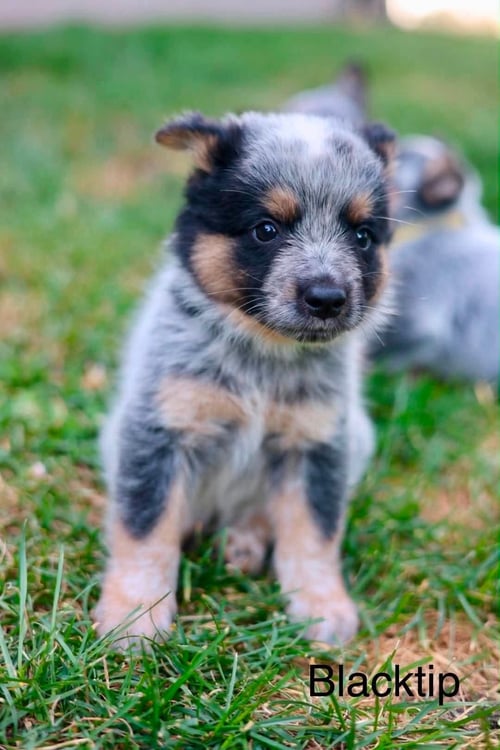 BLACKTIP - Australian Cattle Dog/Blue Heeler for adoption in Duluth