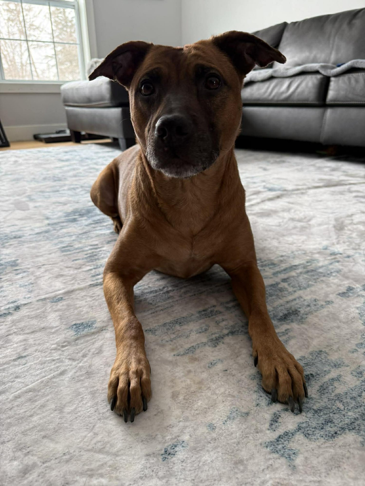 SCOOBY - Pit Bull Terrier available for adoption