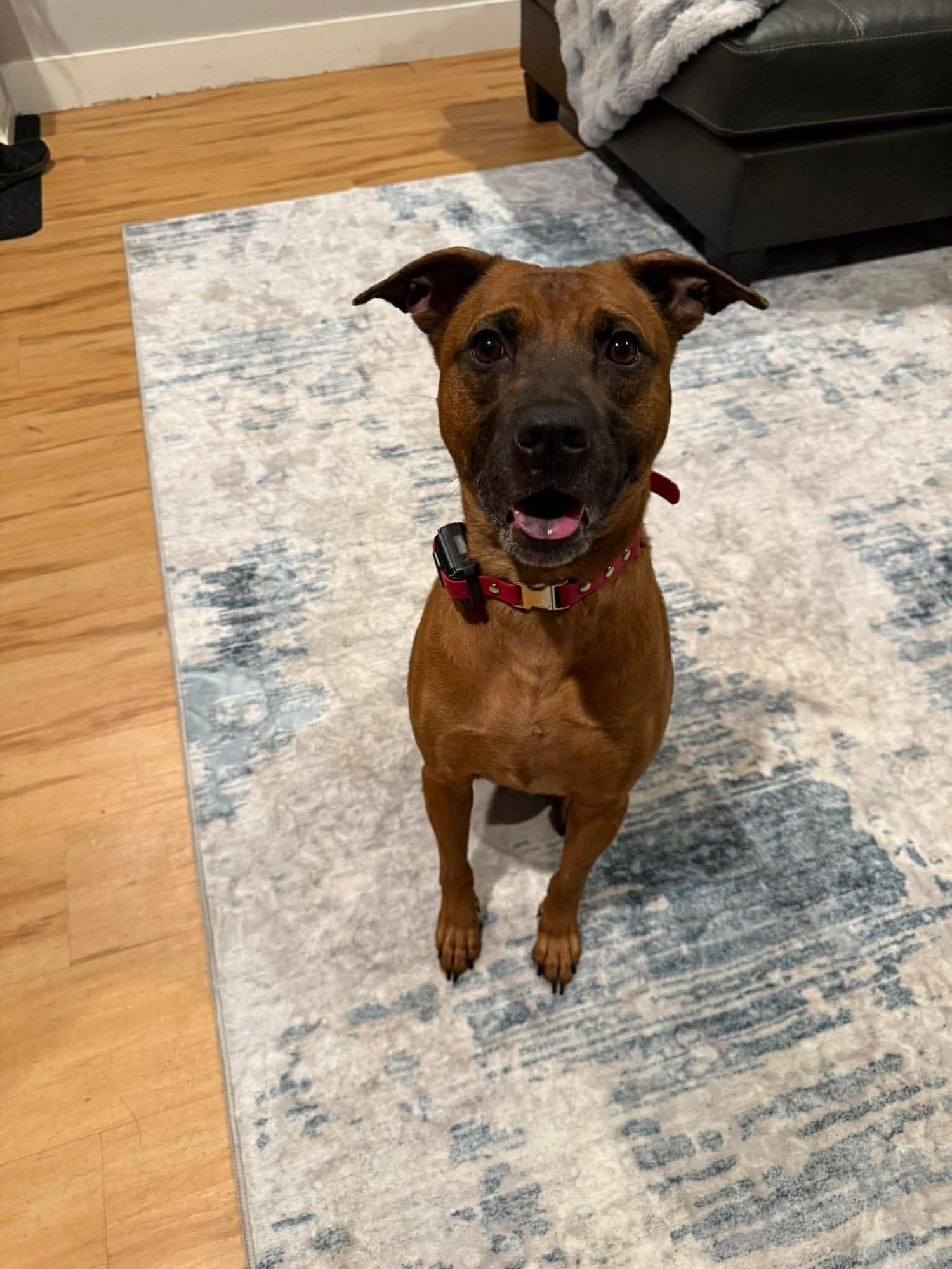 SCOOBY - Pit Bull Terrier available for adoption