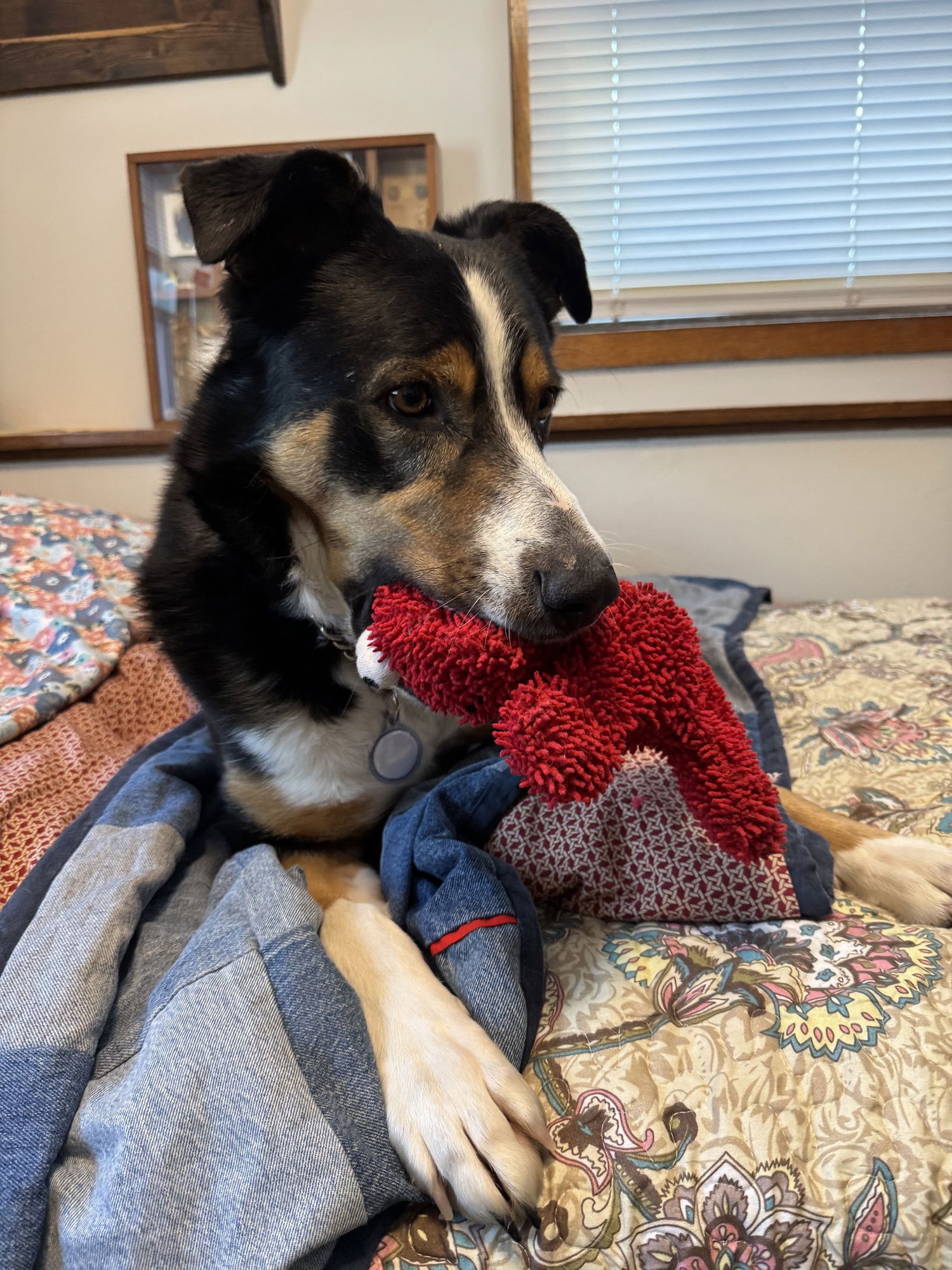 COPPER - Bernese Mountain Dog available for adoption