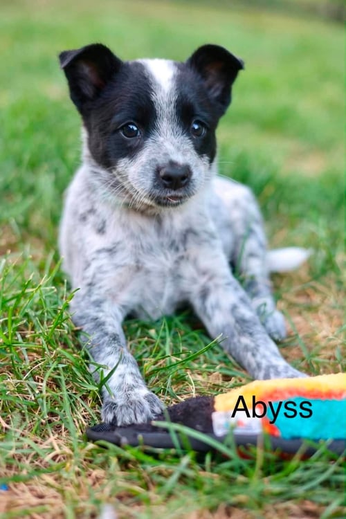 ABYSS - Australian Cattle Dog/Blue Heeler for adoption in Duluth