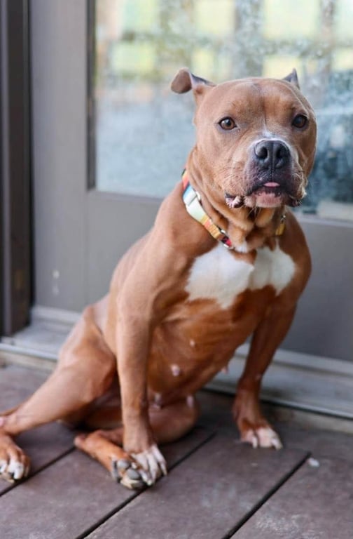Nyla Image
