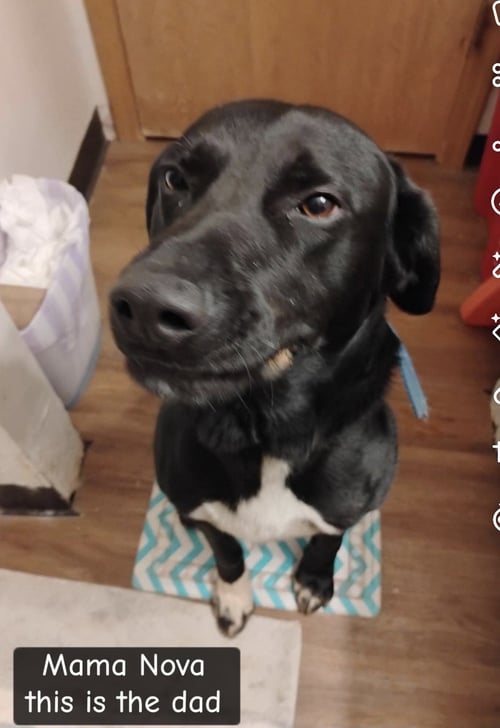 MAMA NOVA - American Pit Bull Terrier / American Staffordshire Terrier available for adoption