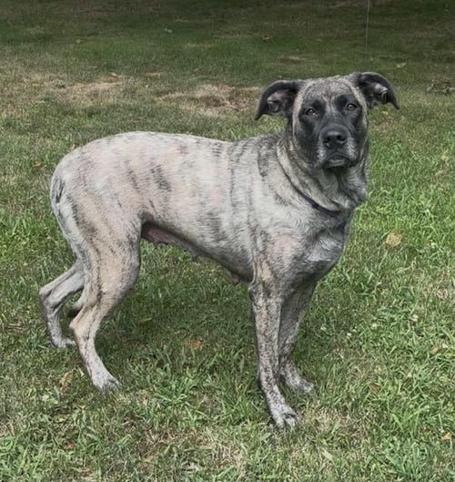 MAMA NOVA - American Pit Bull Terrier / American Staffordshire Terrier available for adoption