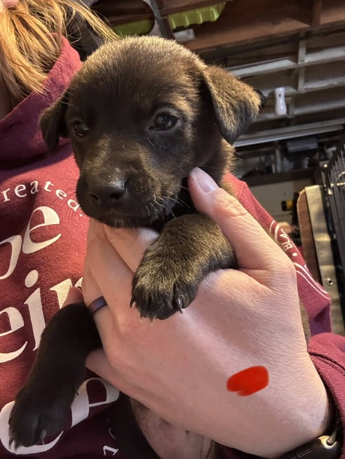 CALLIE - Labrador Retriever for adoption in Duluth