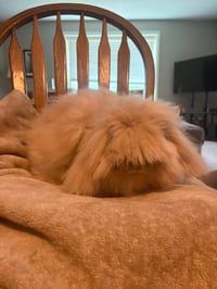 Rosie - Photo 2