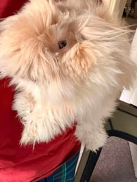 Rosie - Photo 3