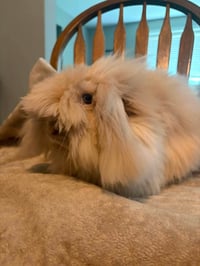 Rosie - Photo 1