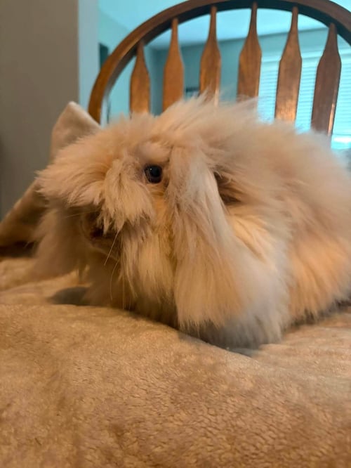 ROSIE - Lionhead available for adoption
