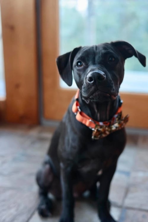 SHADOW - American Pit Bull Terrier / American Staffordshire Terrier available for adoption