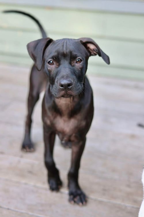 SHADOW - American Pit Bull Terrier / American Staffordshire Terrier for adoption in Duluth
