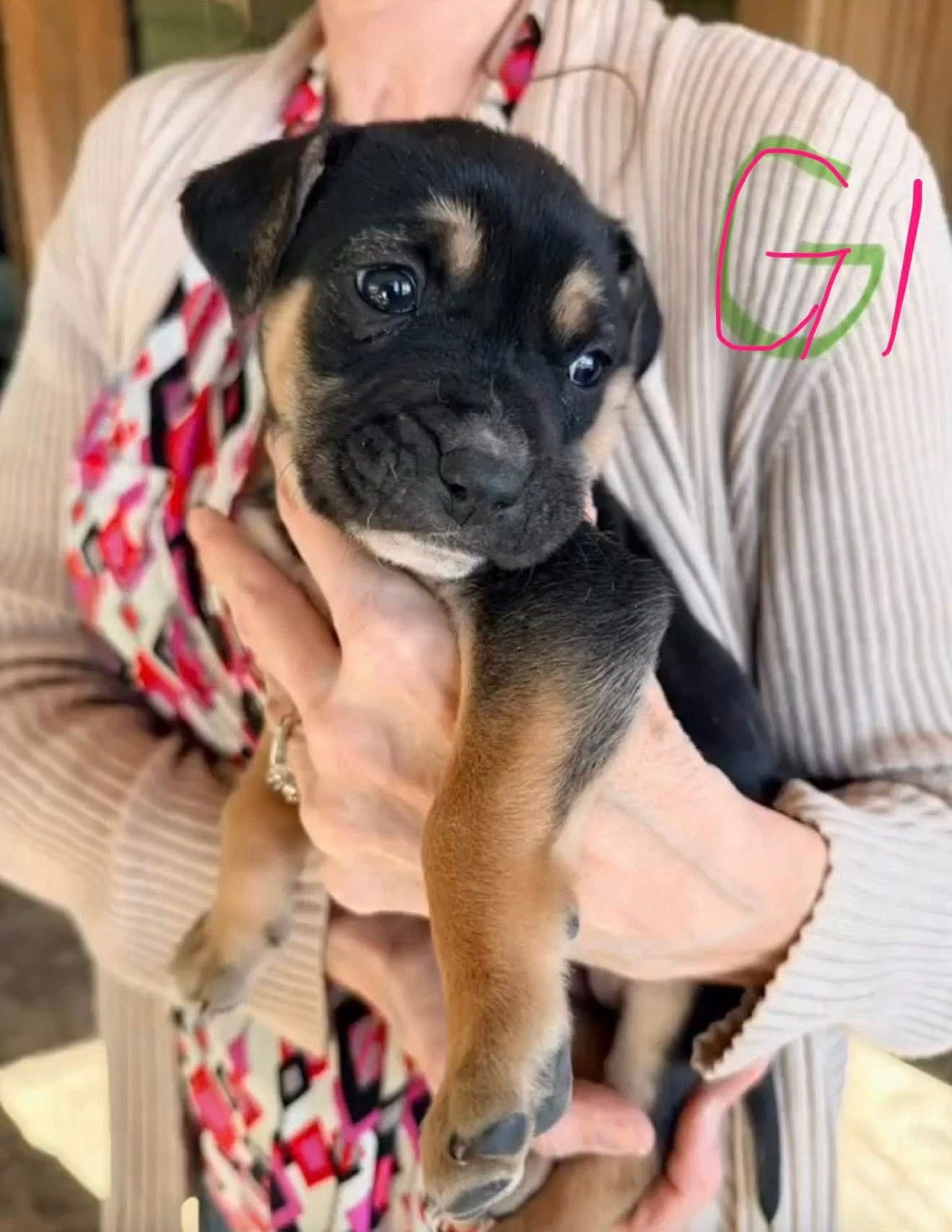 SNOOKI - Shepherd available for adoption