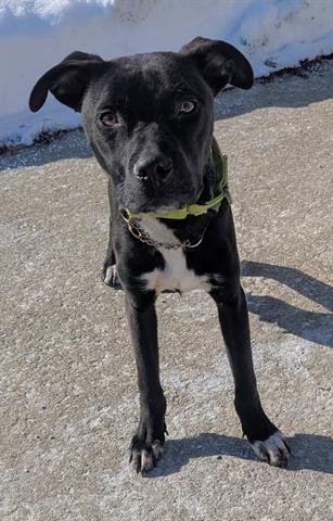 SUMAC - Pit Bull Terrier available for adoption