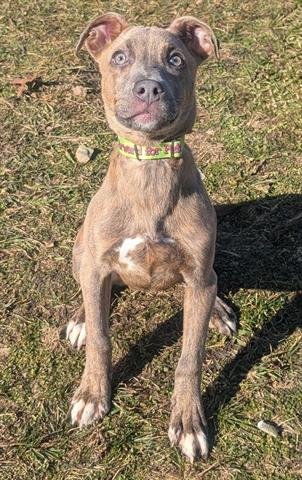 CAGE - Pit Bull Terrier available for adoption