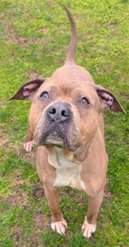 PASCAL - Pit Bull Terrier for adoption in Akron