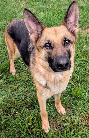 ARTEMIS - German Shepherd Dog available for adoption