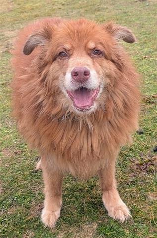 MALLY - Chow Chow available for adoption