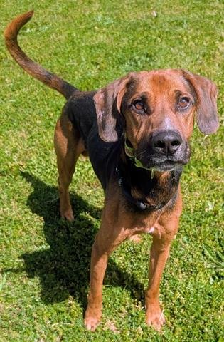 DUCKWEED - Black and Tan Coonhound / Bloodhound available for adoption