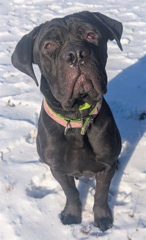 WINONA - Cane Corso Mastiff available for adoption