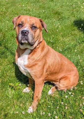 MADDIE - Mastiff available for adoption